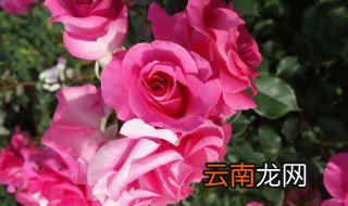 种月季花需要注意什么 新栽种的月季花要注意什么