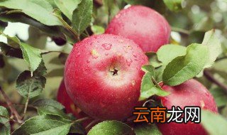 苹果什么时候种 苹果什么时候种植最好