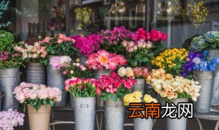 栽种月季苗注意什么 月季苗种植注意事项