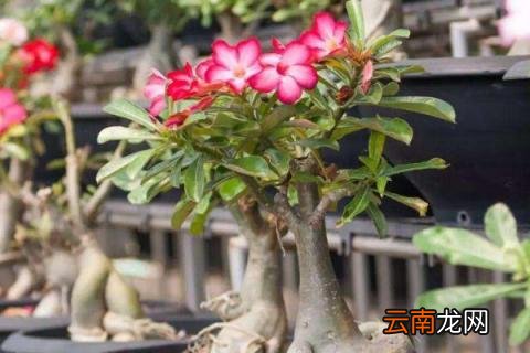 沙漠玫瑰提根方法