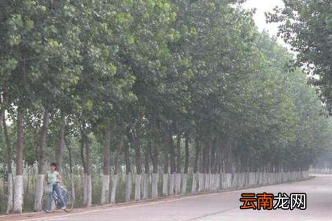 杨树是从日本引进的吗