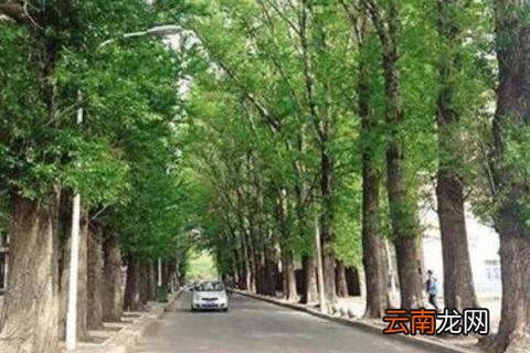 杨树是从日本引进的吗