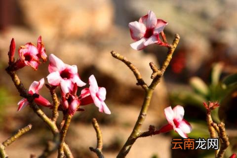 沙漠玫瑰掉叶子怎么回事