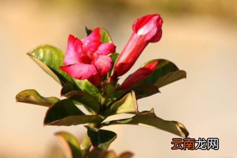 沙漠玫瑰掉叶子怎么回事