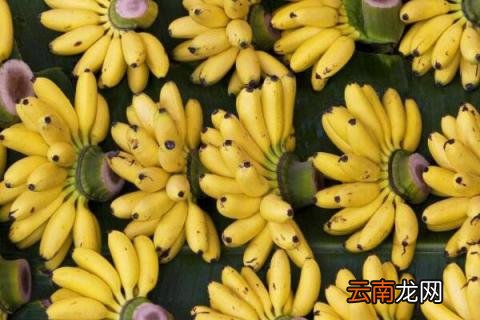 米蕉是凉性的吗