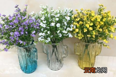 满天星要插在水里吗