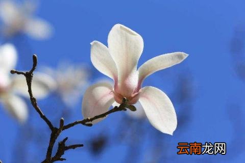 白玉兰树怎么养