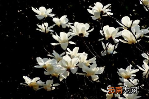 白玉兰树怎么养