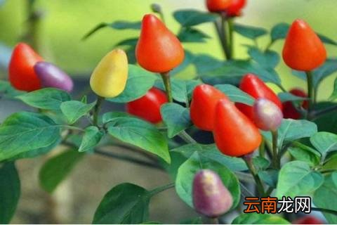 五彩椒能活几年