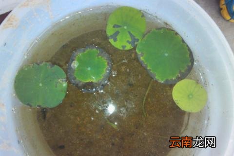 碗莲水里长虫子怎么办