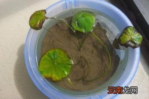 碗莲水里长虫子怎么办