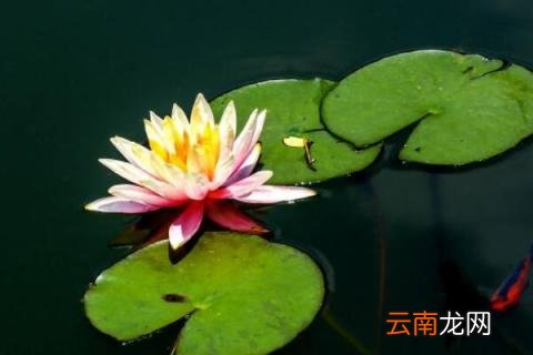睡莲叶子发黄