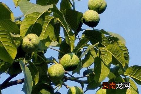 核桃树怎么管理