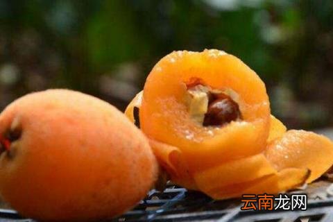 枇杷籽怎么水培