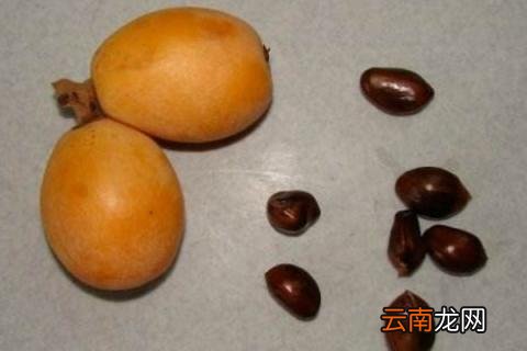 枇杷籽怎么水培