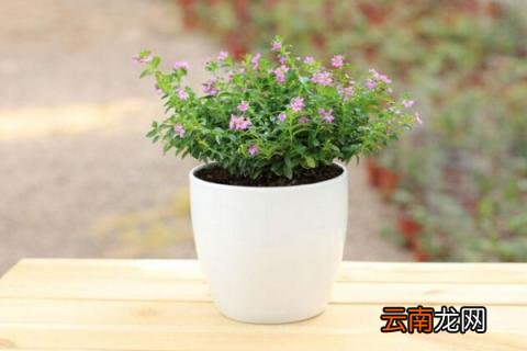 满天星枯萎了怎么救活