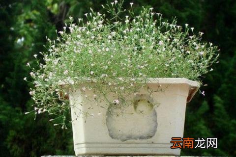 满天星枯萎了怎么救活