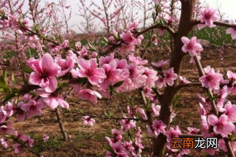 家里种了桃树怎么移除