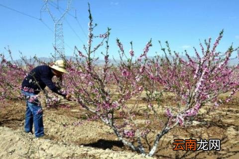 家里种了桃树怎么移除