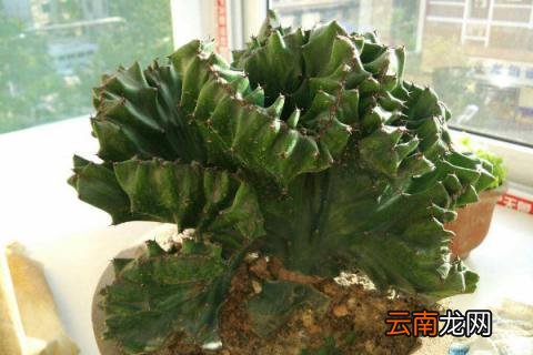 养植物玉麒麟的忌讳