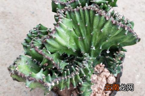 养植物玉麒麟的忌讳