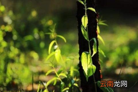 树不发芽怎么办