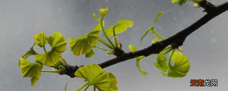 树不发芽怎么办