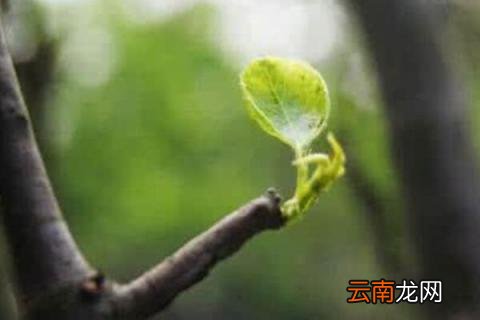 树不发芽怎么办
