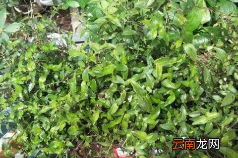 婚纱吊兰怎么养