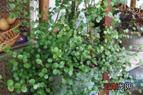 婚纱吊兰怎么养