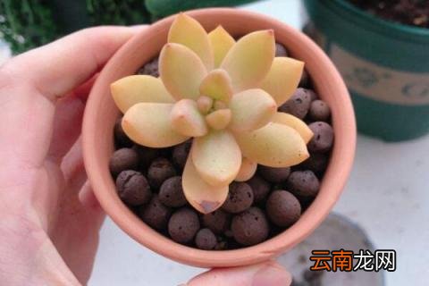 多肉换盆后叶子变焉了