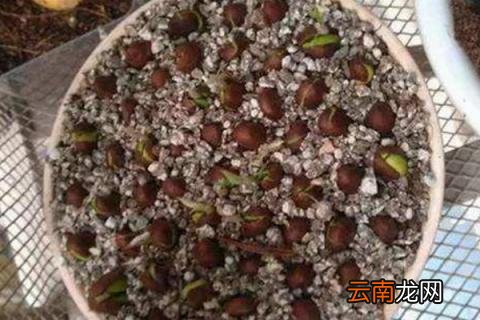 枇杷籽可以种吗