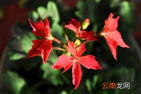 枫叶天竺葵的养殖方法