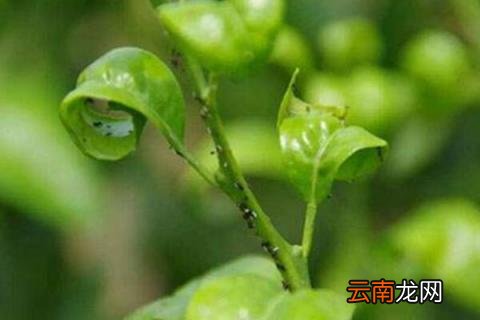 果树上有腻虫怎么办