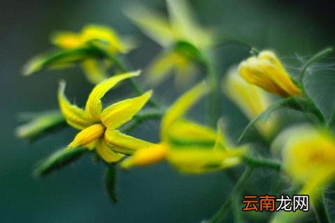 西红柿开花到成熟多久