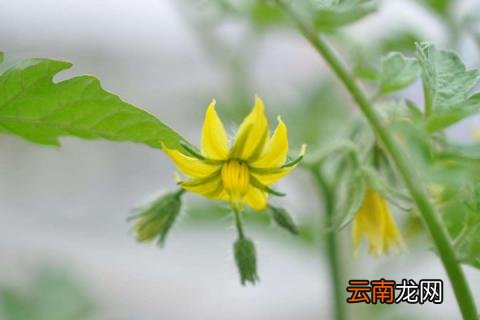 西红柿开花到成熟多久