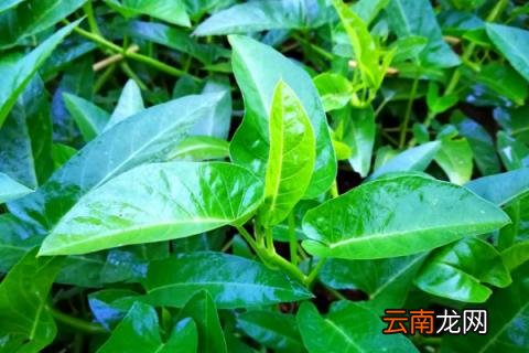 空心菜扦插几天生根