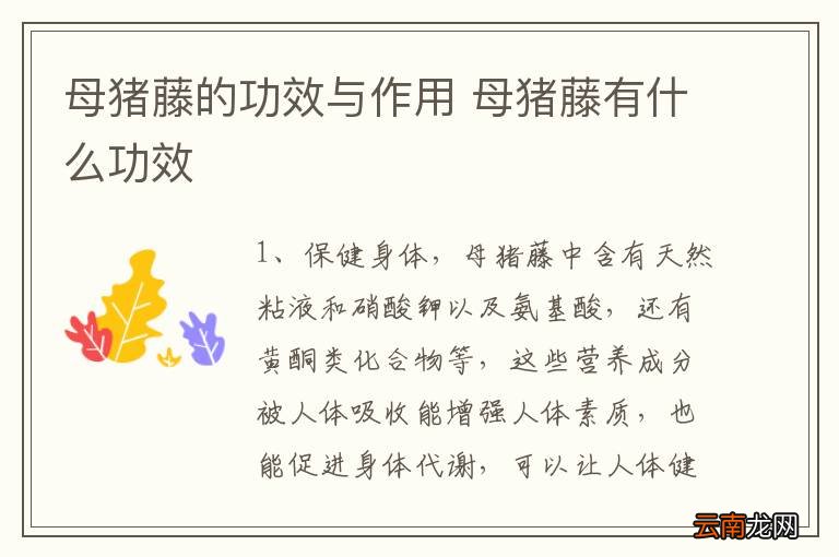 母猪藤的功效与作用 母猪藤有什么功效