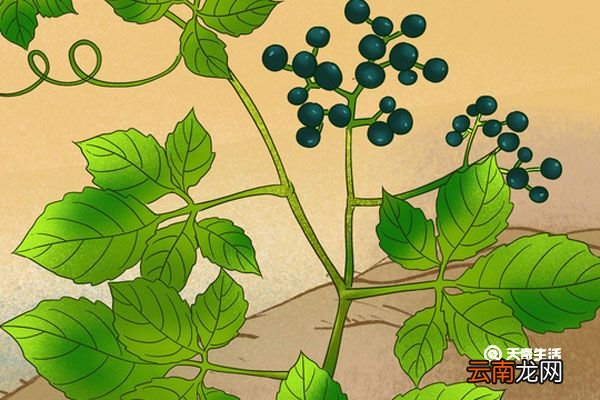 母猪藤的功效与作用 母猪藤有什么功效