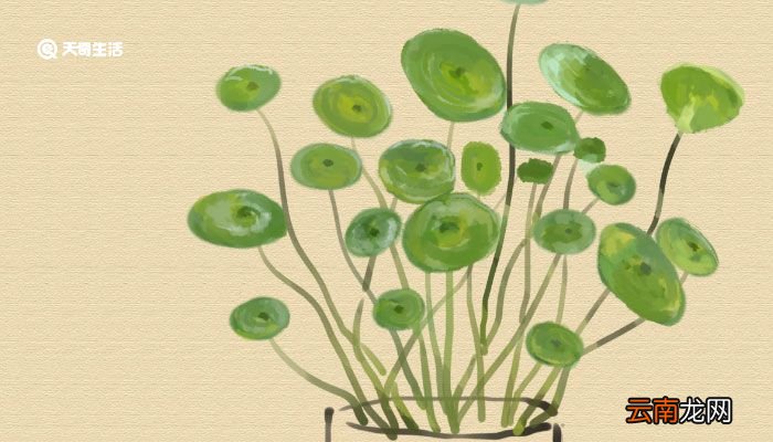 描写植物的现代诗简短 关于植物的现代小诗