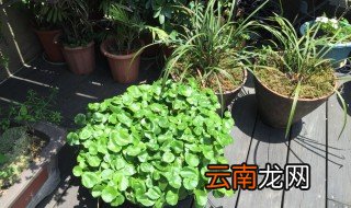 绿植怎么用土种 这样种的绿植最好