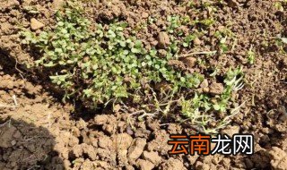 蒲公英种子什么时候种 蒲公英种子是什么季节