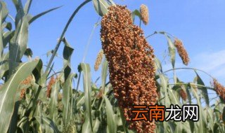 高粱什么时候种，高粱什么时候种植