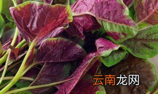 红苋菜什么时候种，