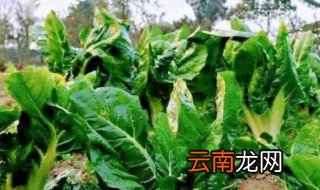 根达菜生长多久成熟 根达菜什么时候种