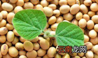 山东春大豆什么时候种 春大豆什么时候种植
