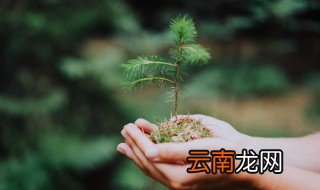 鲜切马醉木的养殖方法和注意事项
