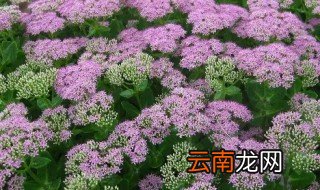 云南白药盆栽种植注意细节 云南白药种植条件及技术要点