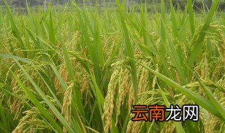 单株稻栽种注意事项 普通栽培稻