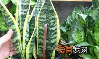 虎皮兰的种植和养护方法 虎皮兰栽种要注意什么